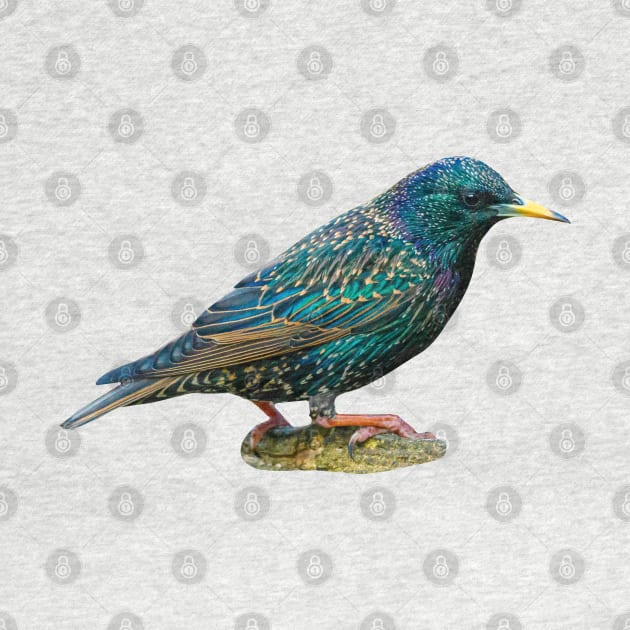 Starling by dalyndigaital2@gmail.com